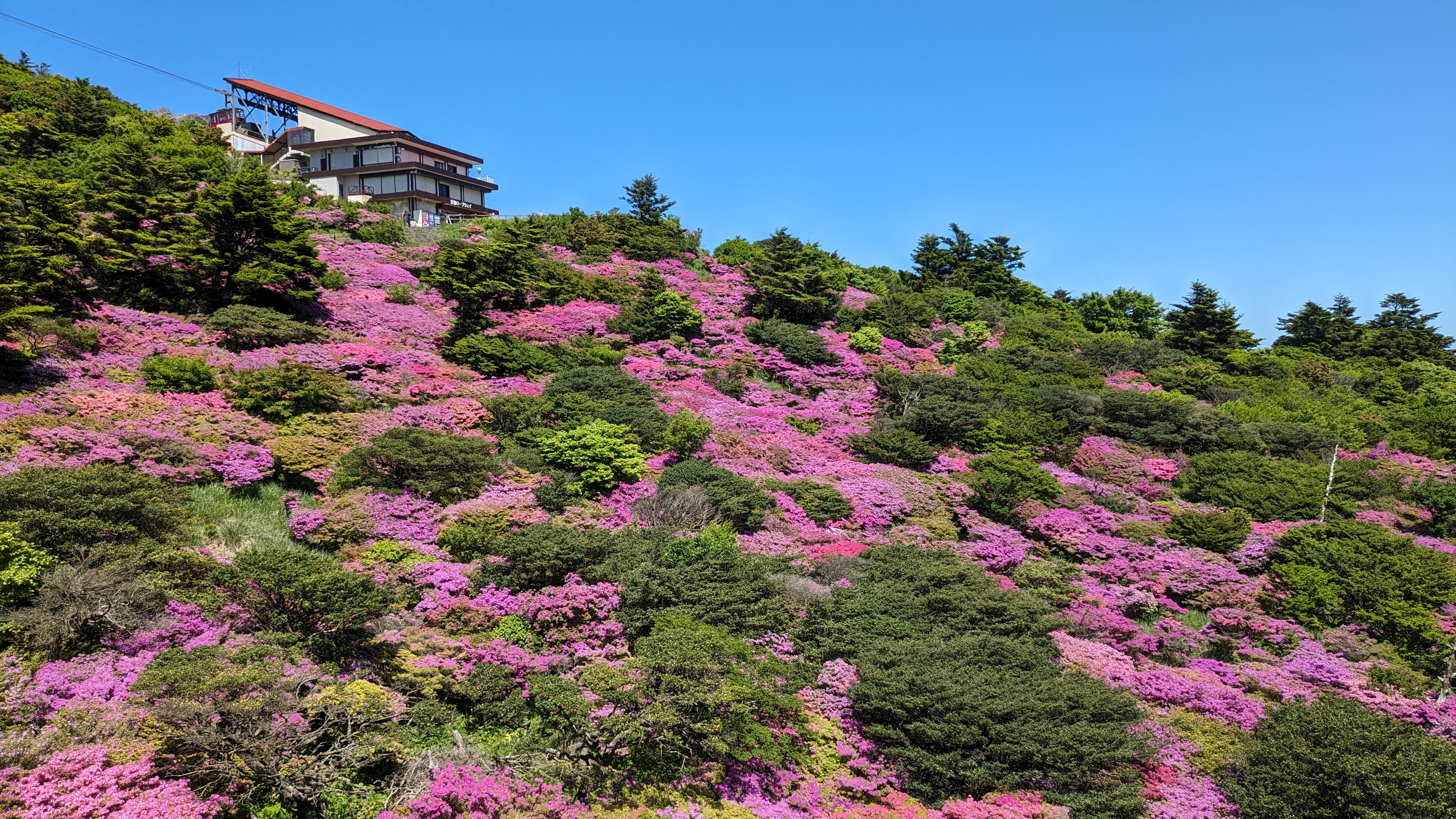 仁田峠 春